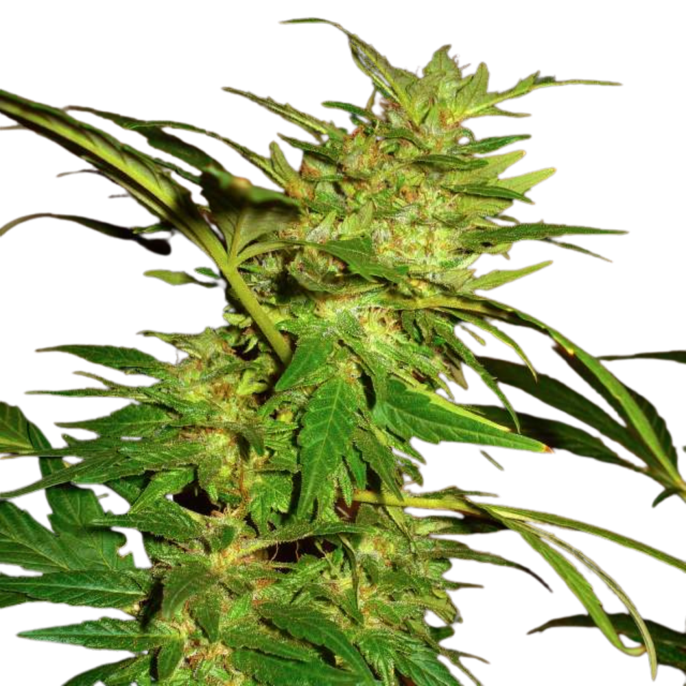 SEA OF GREEN - NIRVANA