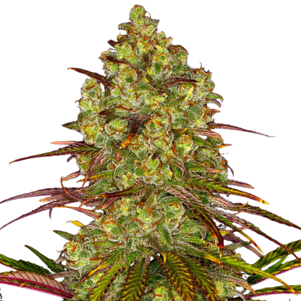 TANGERINE DREAM - 3 Samen