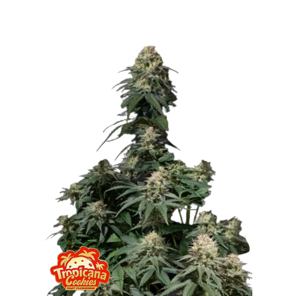 SEA OF GREEN - 420 FASTBUDS