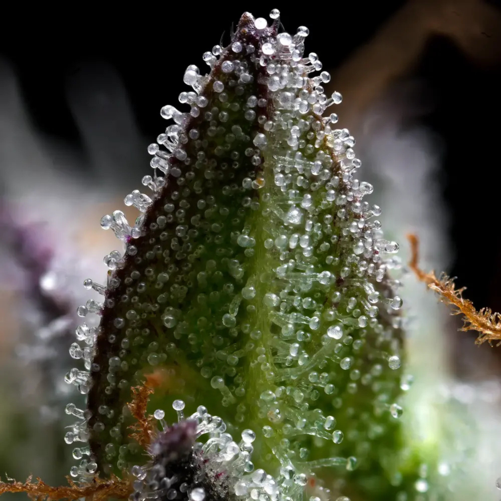 SEA OF GREEN - BARNEYS FARM