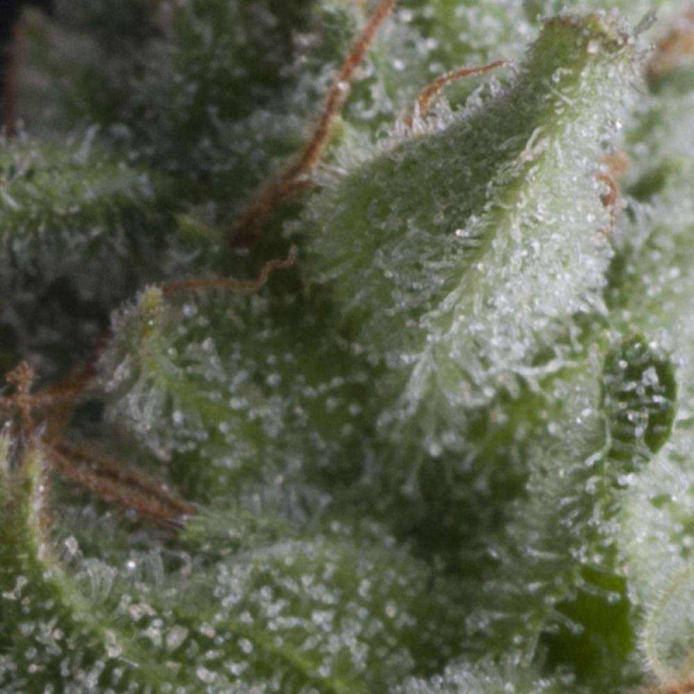 AUTO SHARK - 3 Samen