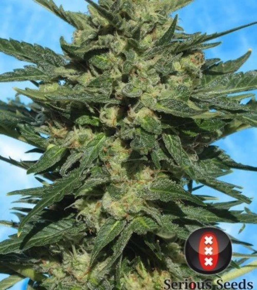 AUTOFLOWERING WHITE RUSSIAN #1 - 6 Samen