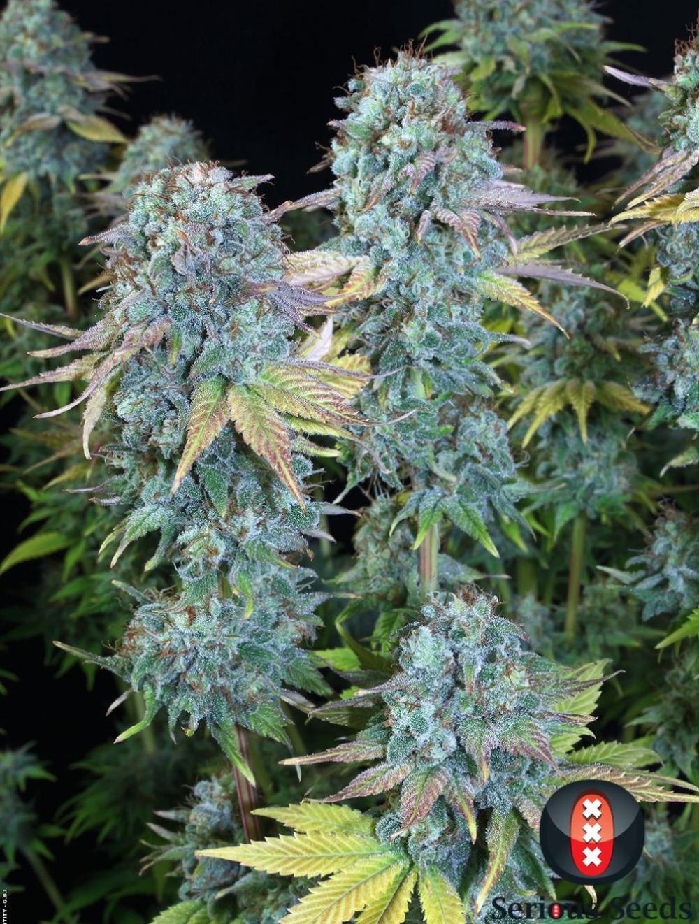 SERIOUS HAPPINESS - 6 Samen