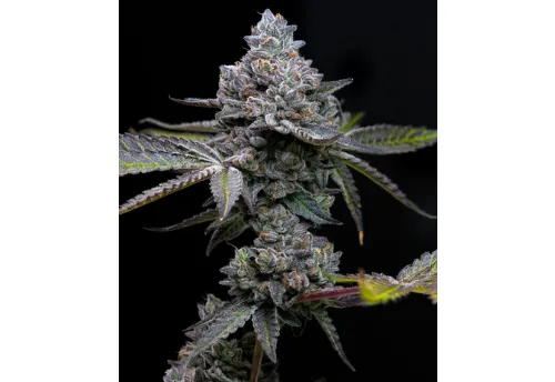 SEA OF GREEN - BARNEYS FARM