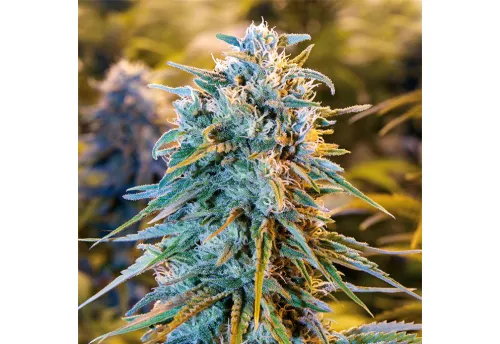 SEA OF GREEN - HUMBOLDT SEEDS