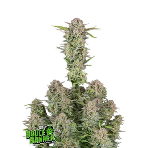 BRUCE BANNER AUTO - 3 Samen
