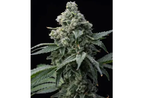 SEA OF GREEN - BARNEYS FARM