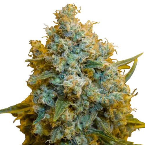 SEA OF GREEN - SILENT SEEDS