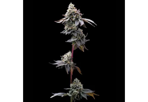 SEA OF GREEN - BARNEYS FARM