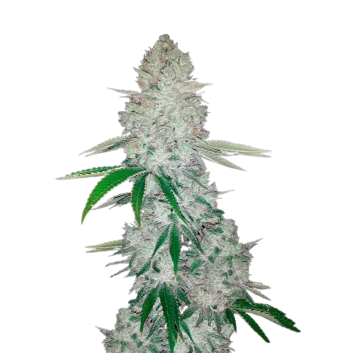 GORILLA GLUE AUTO - 3 Samen