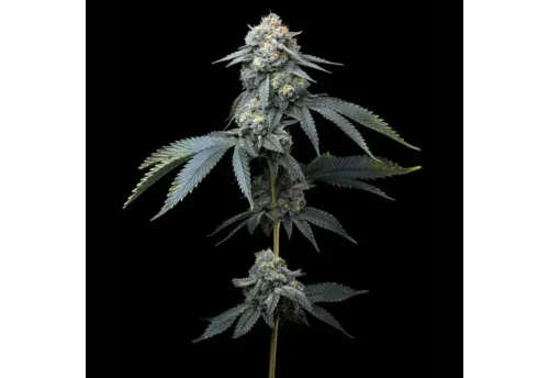SEA OF GREEN - BARNEYS FARM