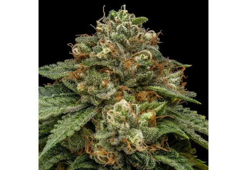 SEA OF GREEN - RIPPER SEEDS