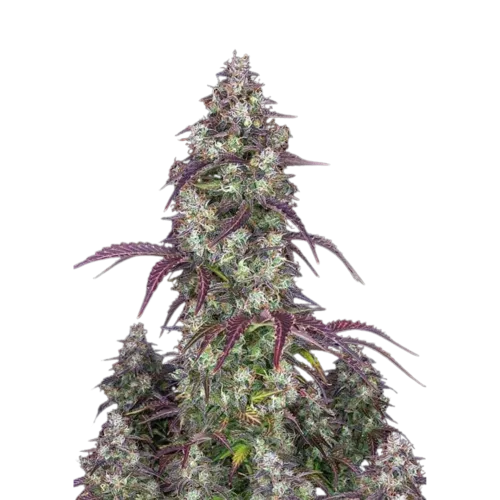 LEMON PIE AUTO - 3 Samen