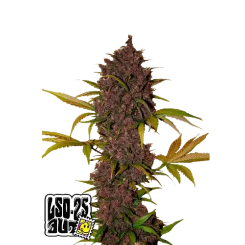 LSD-25 AUTO - 3 Samen