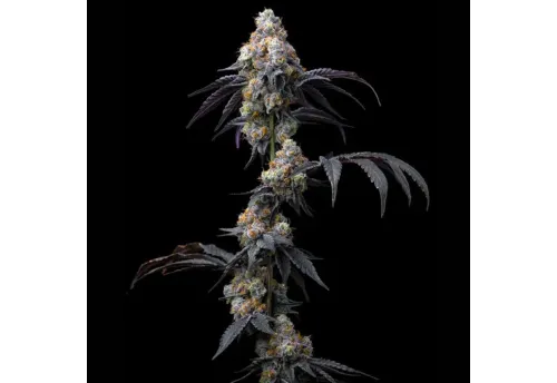 SEA OF GREEN - BARNEYS FARM
