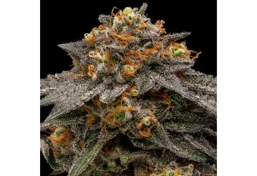 SEA OF GREEN - RIPPER SEEDS
