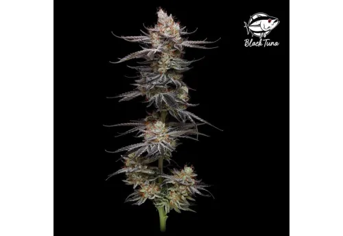 SEA OF GREEN - BLACK TUNA SEEDS