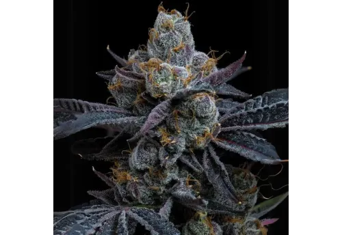 SEA OF GREEN - BARNEYS FARM