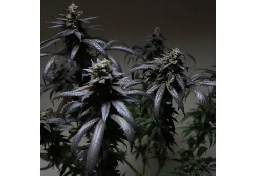BLUE SHERBERT S1