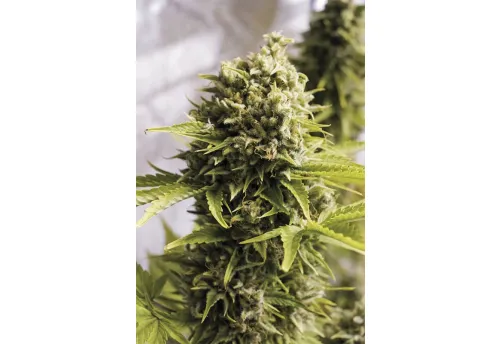 BUBBA CHEESE AUTO - 3 Samen