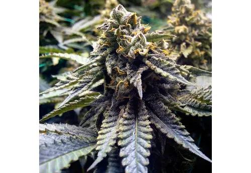 SEA OF GREEN - HUMBOLDT SEEDS