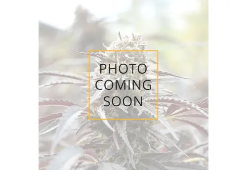 CINNAMON BUDDHA OG - 3 Samen
