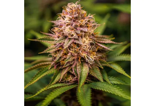 CONSCIOUS KUSH V3
