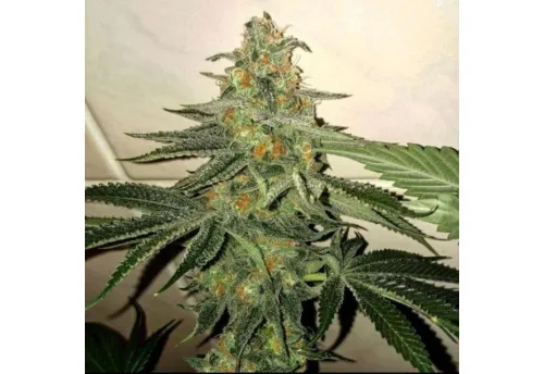 FORBBIDEN FRUIT CAKE