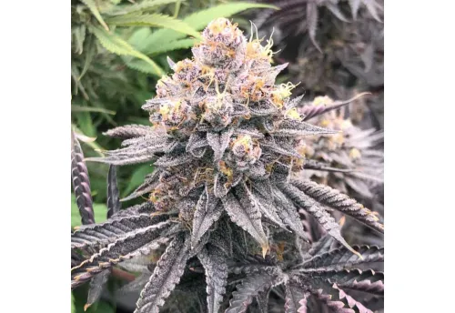 SEA OF GREEN - THE PURE PLUG
