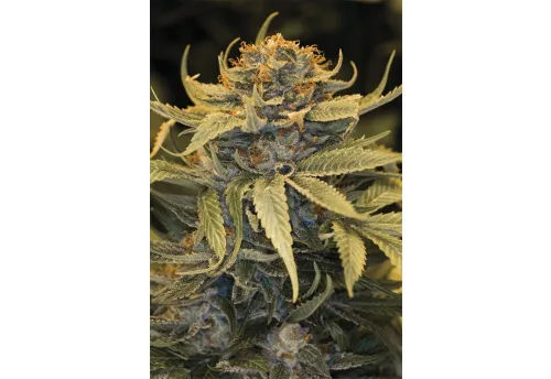 LOST COAST OG - 3 Samen