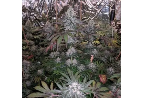 MELONAID ZKITTLEZ