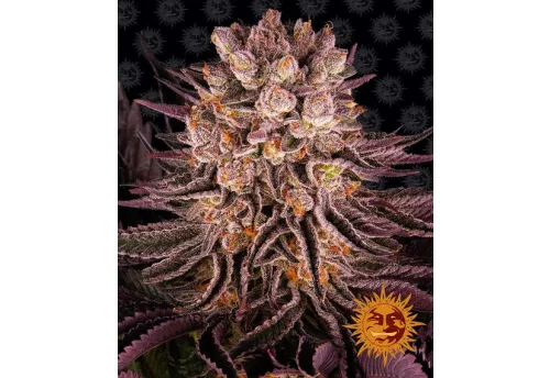 MIMOSA X ORANGE PUNCH