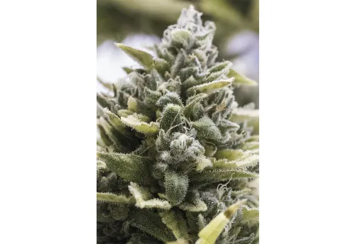 OG KUSH AUTO - 3 Samen