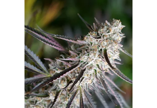 PEANUT BUTTER BREATH FAST FLOWER - 3 Samen