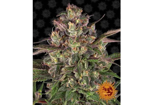 PEYOTE CRITICAL - 3 Samen