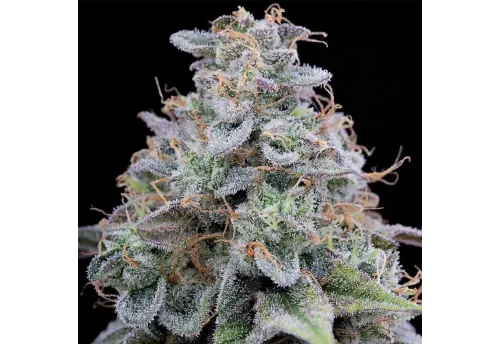 SEA OF GREEN - PINK LIMEZ