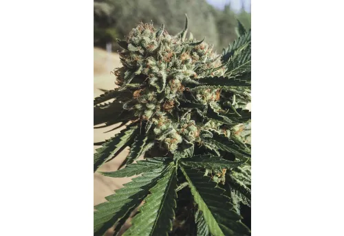 SAPPHIRE OG - 3 Samen