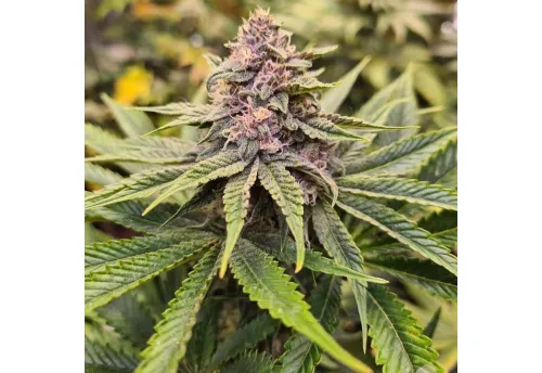 SOUR MCKUNTZ