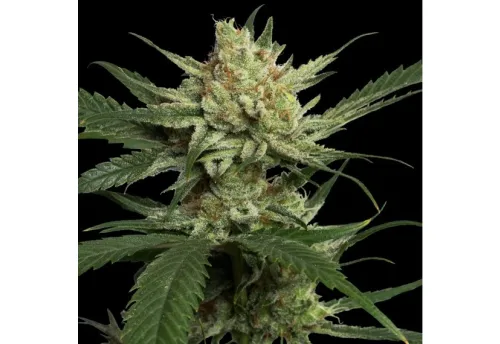 STRAWBERRY BANANA - 6 Samen
