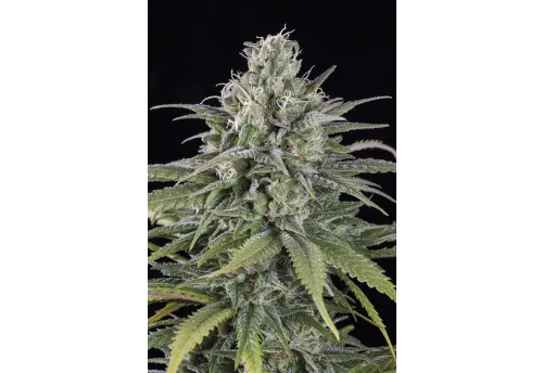 UK CHEESE AUTO - 3 Samen