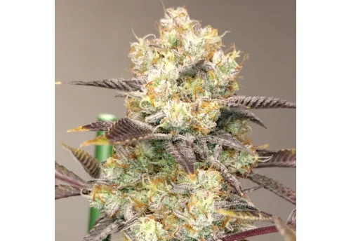 SEA OF GREEN - VITAMINE Z