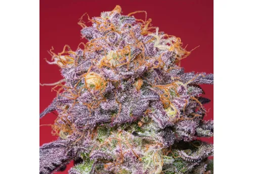 SEA OF GREEN - GROUNDED GENETICS