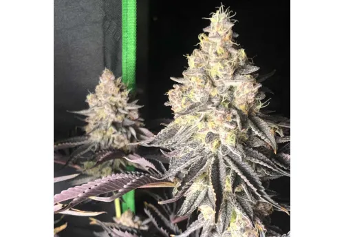 SEA OF GREEN - THE PURE PLUG